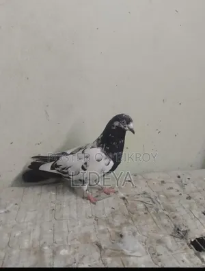 টেডি কবুতর
