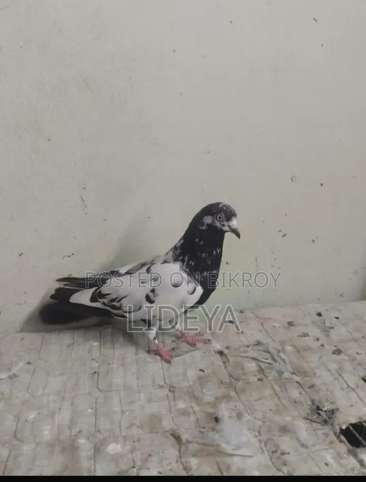 টেডি কবুতর