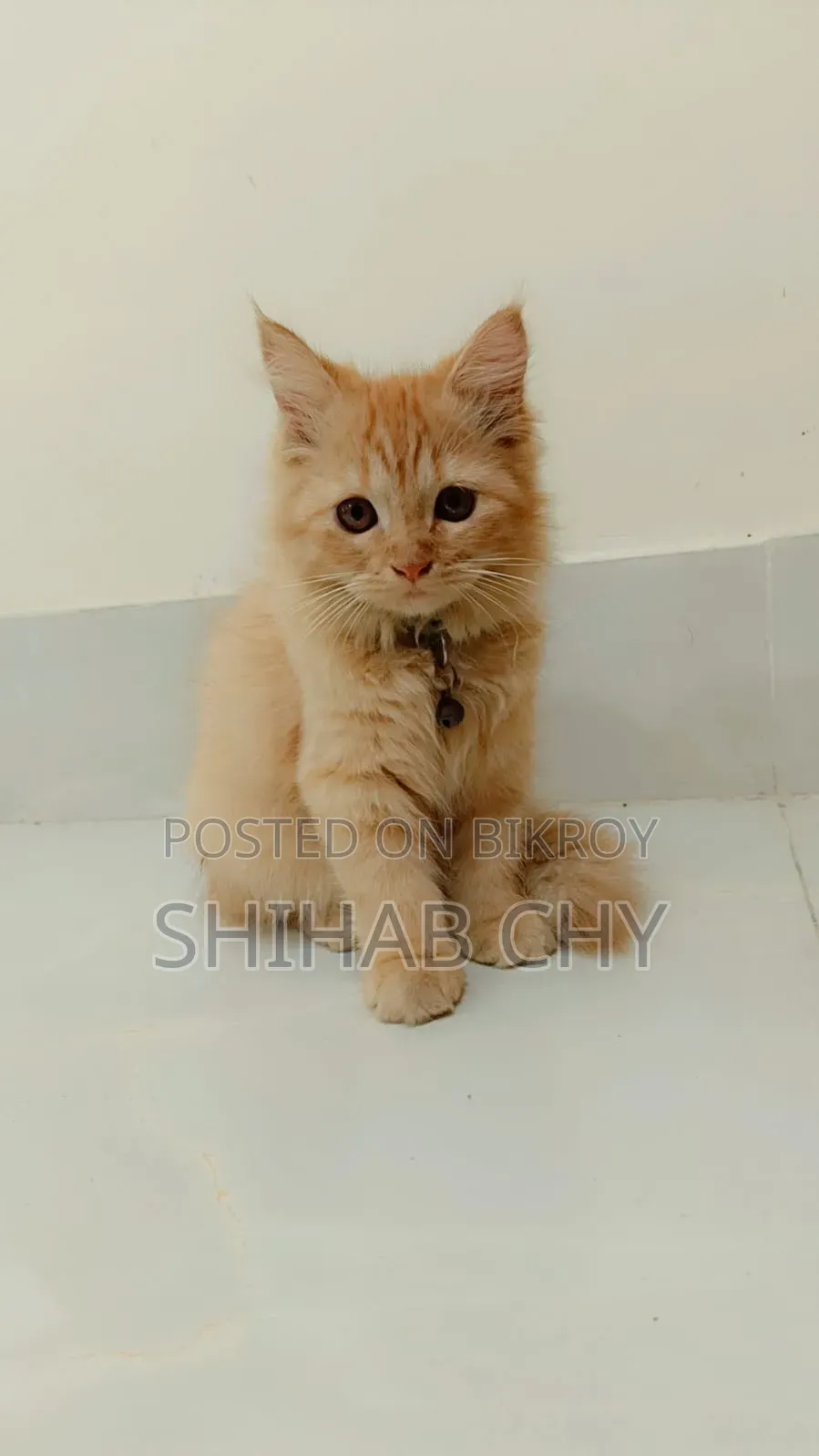 1-3 months Female Purebred Persian