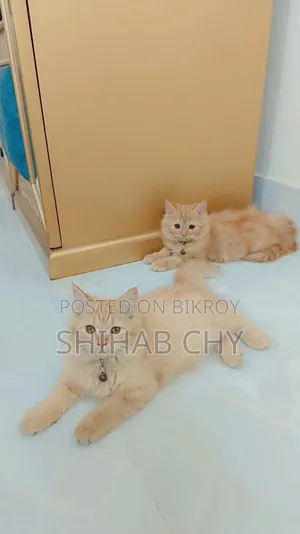 1-3 months Female Purebred Persian