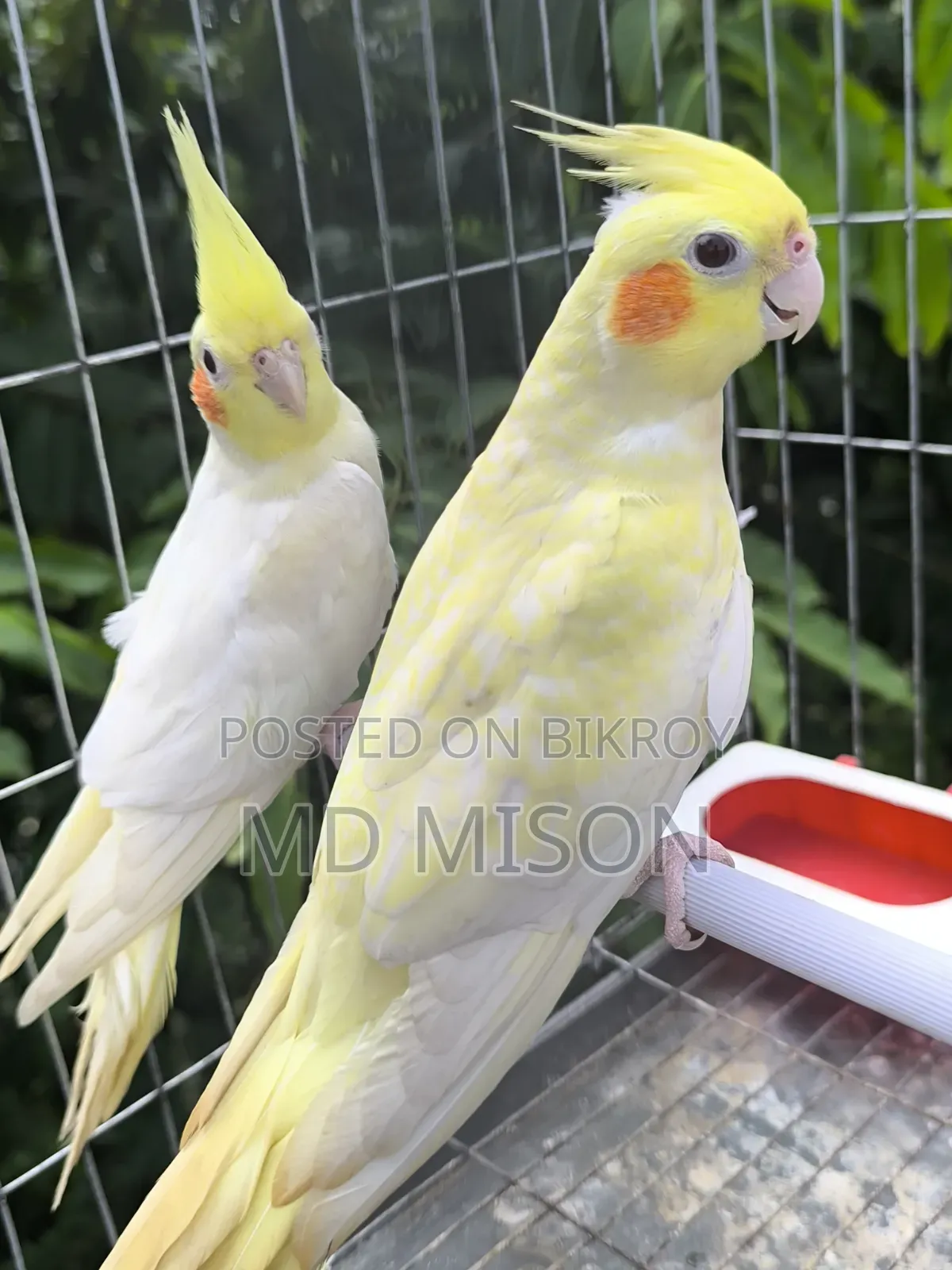 Lutino Red Eyes Cockatiel Pair for Sale