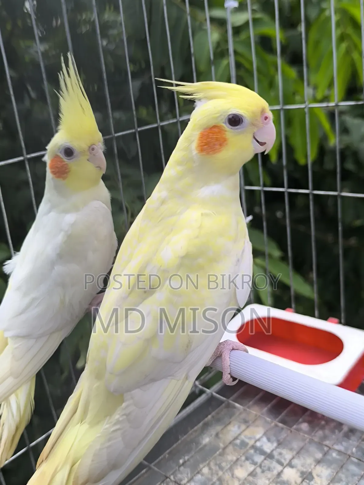 Lutino Red Eyes Cockatiel Pair for Sale