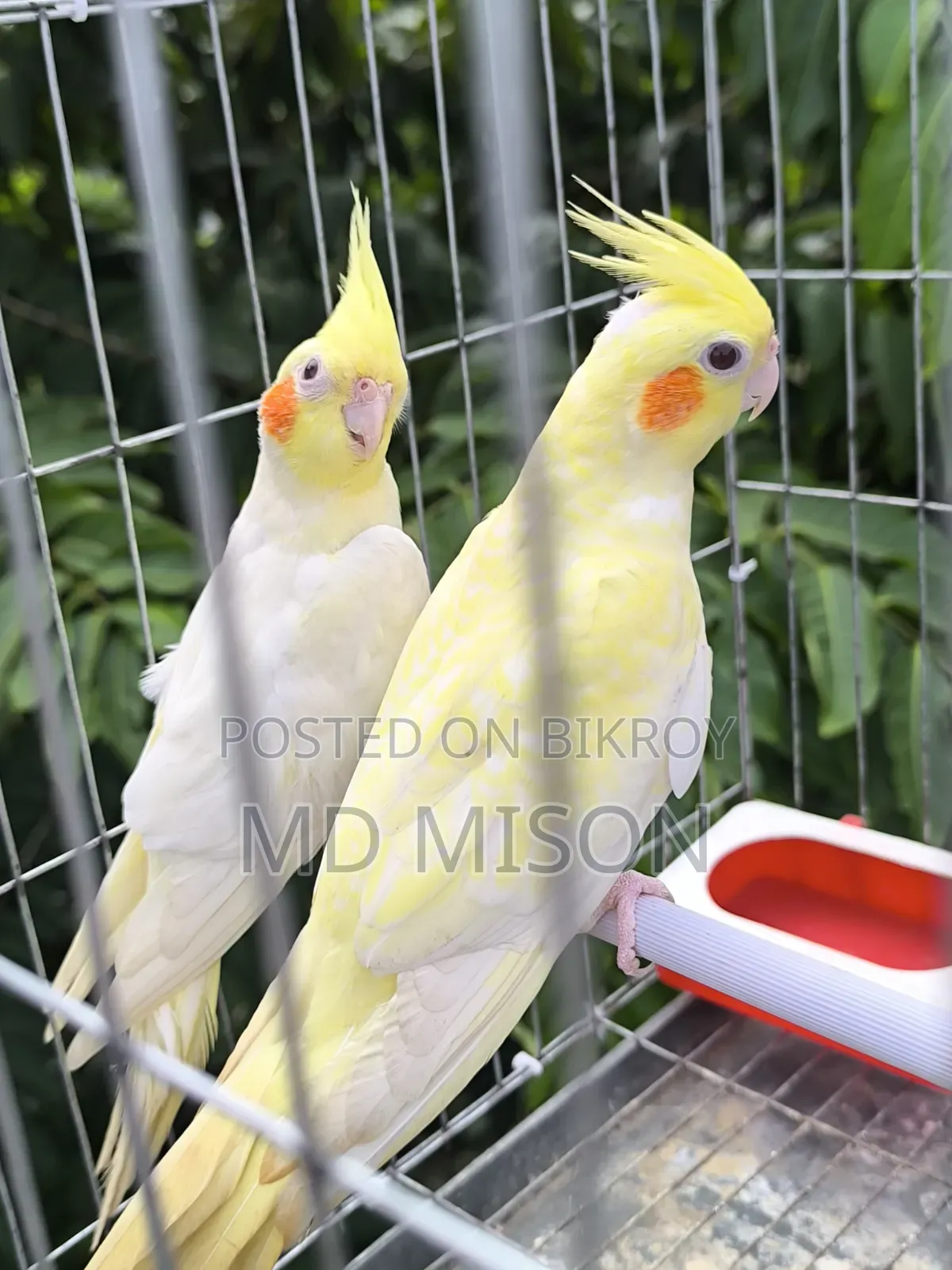 Lutino Red Eyes Cockatiel Pair for Sale