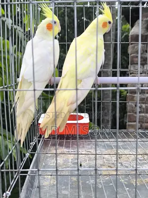 Lutino Red Eyes Cockatiel Pair for Sale