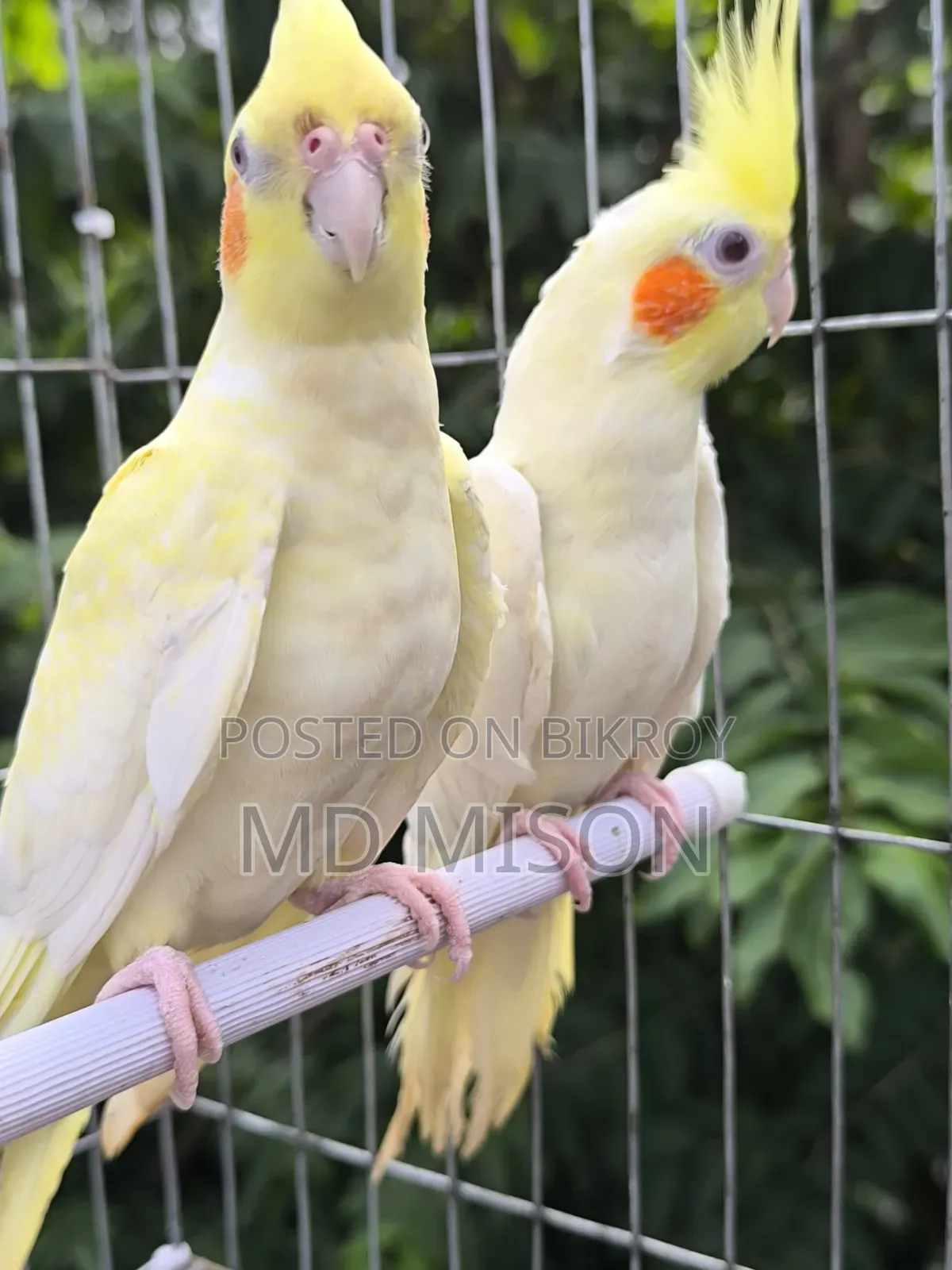 Lutino Red Eyes Cockatiel Pair for Sale