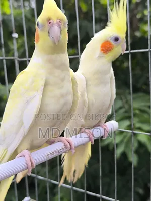 Lutino Red Eyes Cockatiel Pair for Sale