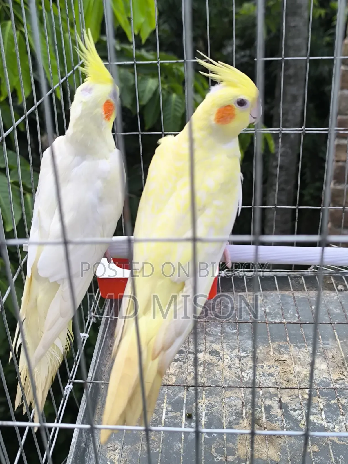 Lutino Red Eyes Cockatiel Pair for Sale