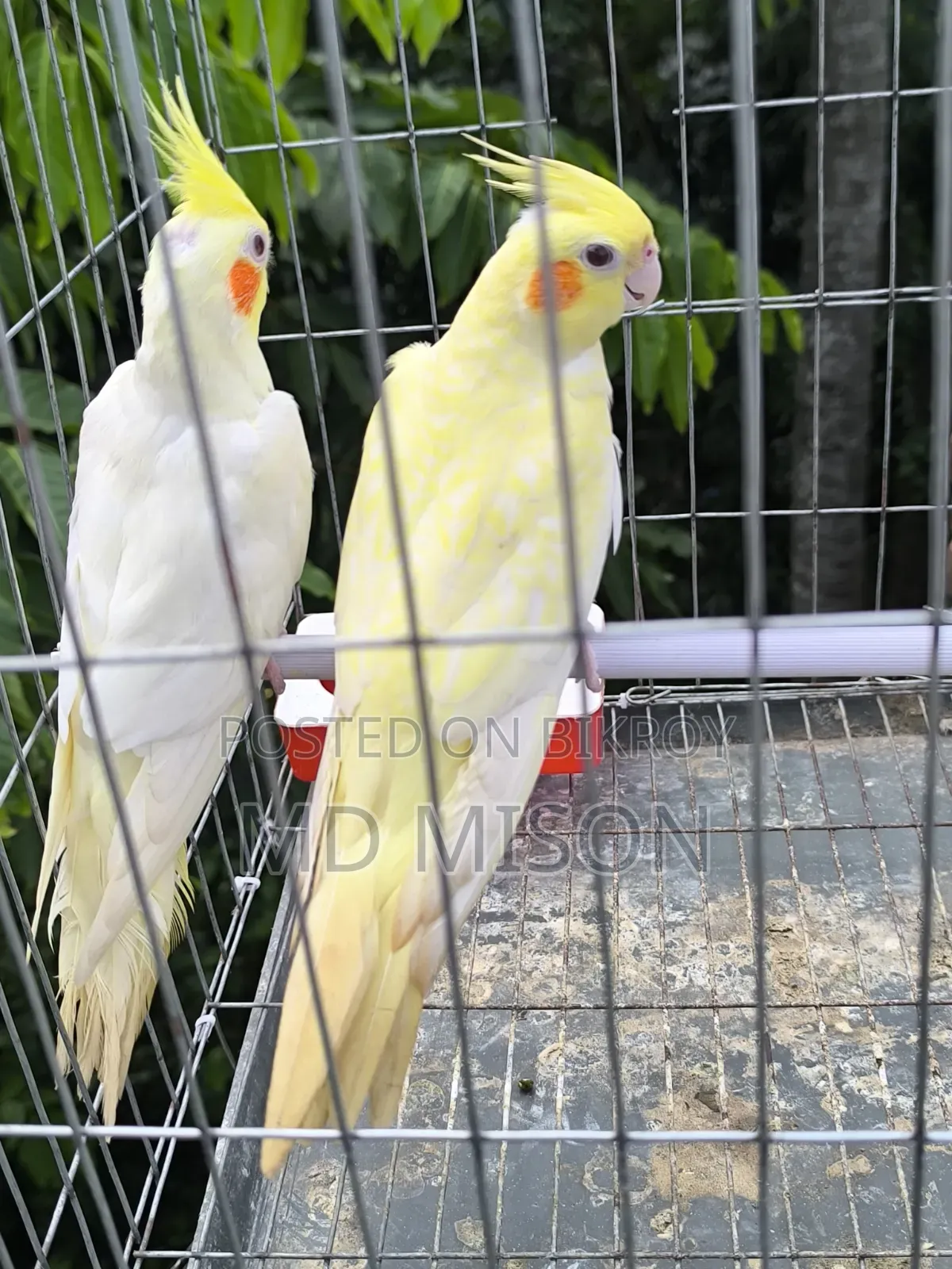 Lutino Red Eyes Cockatiel Pair for Sale