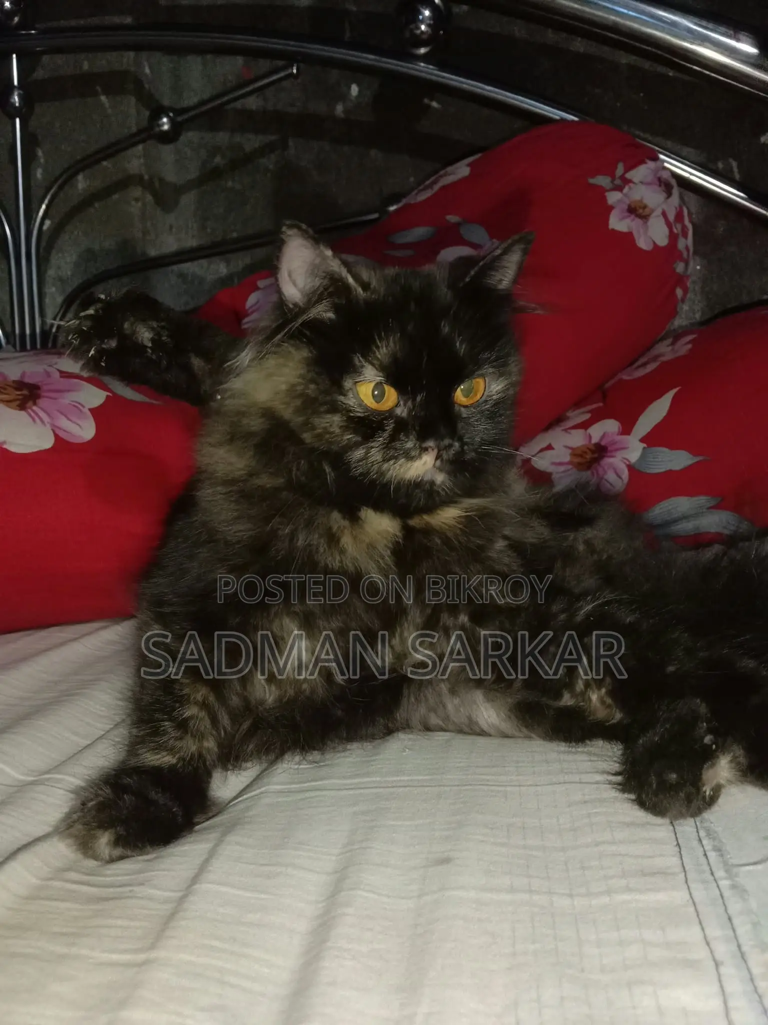 1+ year Female Purebred Persian Cat