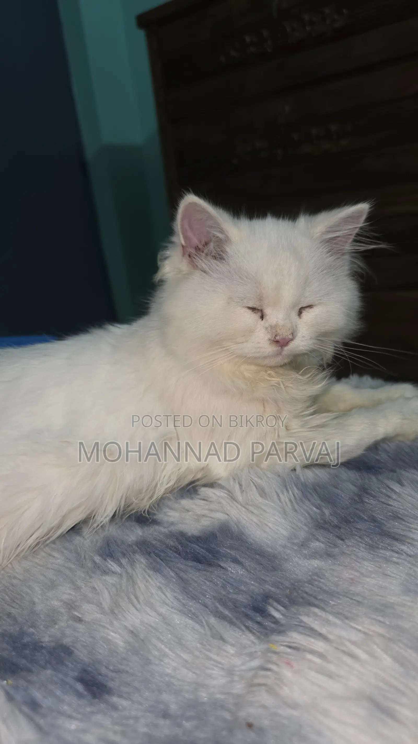 3-6 months Female Purebred Persian