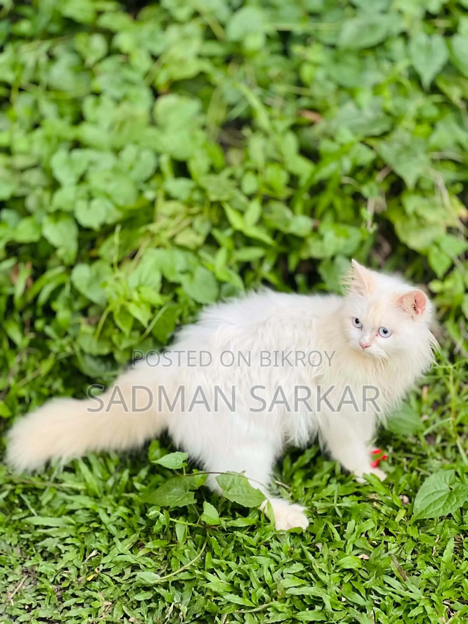 1+ year Male Purebred Persian Cat