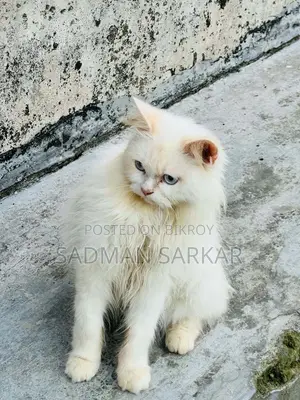 1+ year Male Purebred Persian Cat