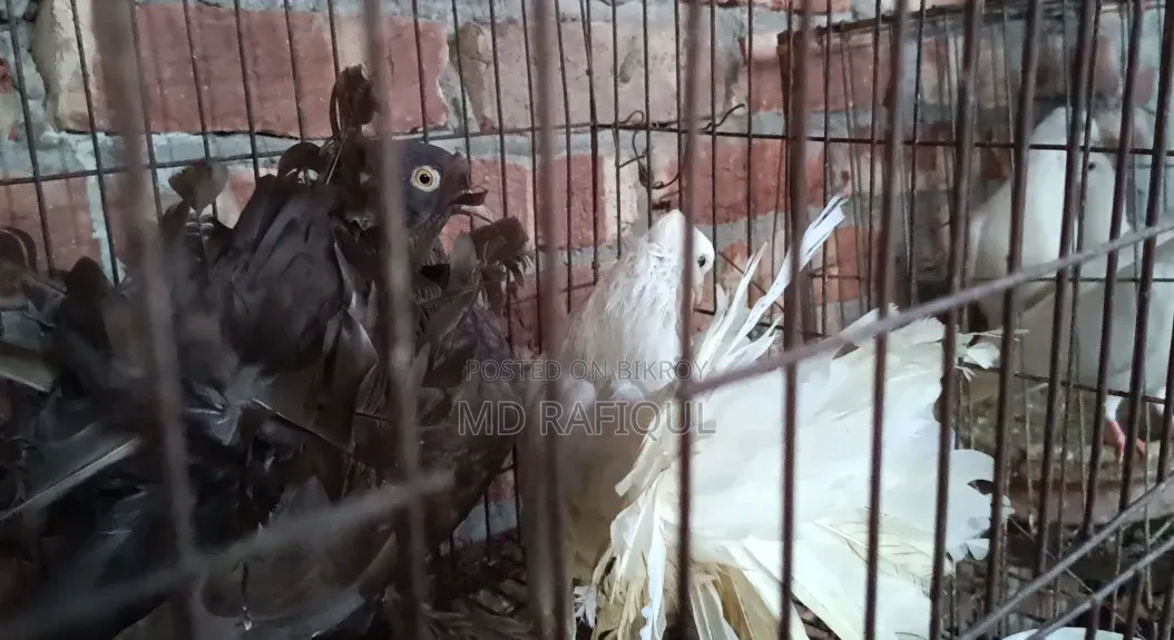 Lakha Pigeon for Sale 2000 BDT, Mirpur-2, 60 Feet Barek Molla Mor