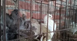 Lakha Pigeon for Sale 2000 BDT, Mirpur-2, 60 Feet Barek Molla Mor