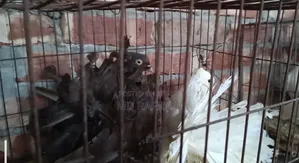 Lakha Pigeon for Sale 2000 BDT, Mirpur-2, 60 Feet Barek Molla Mor