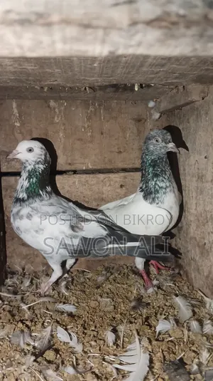 Rajshahi Giribaz + High Fly