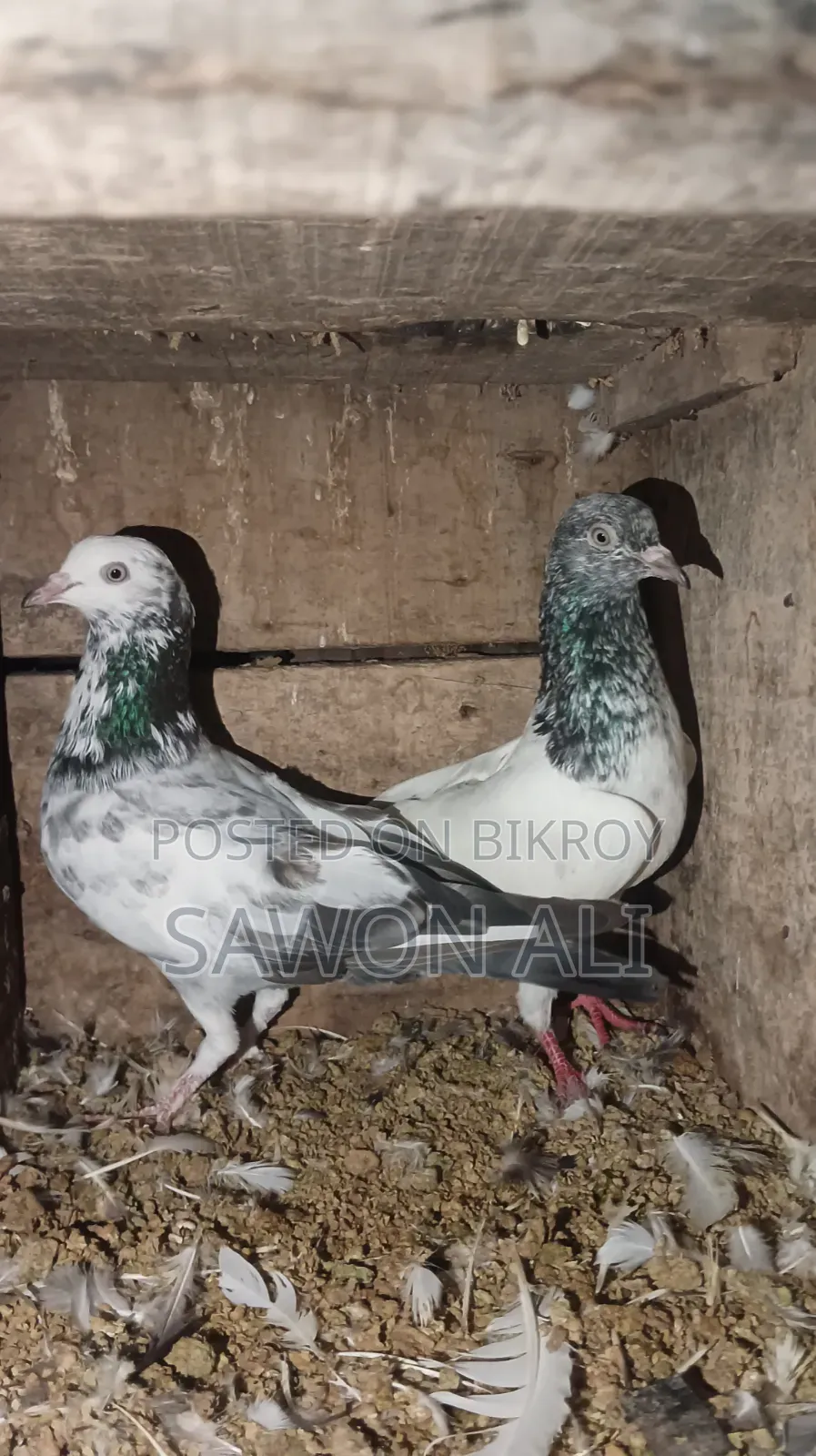 Rajshahi Giribaz + High Fly