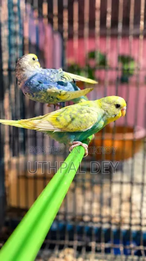 Three pairs of breeding and new adult, baby Budgerigar birds for sale.