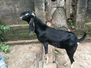 একটা পাঠা বিক্রি হবে