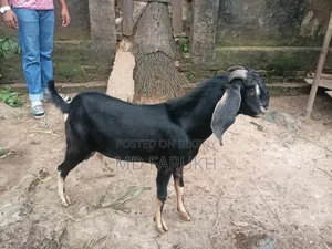 একটা পাঠা বিক্রি হবে