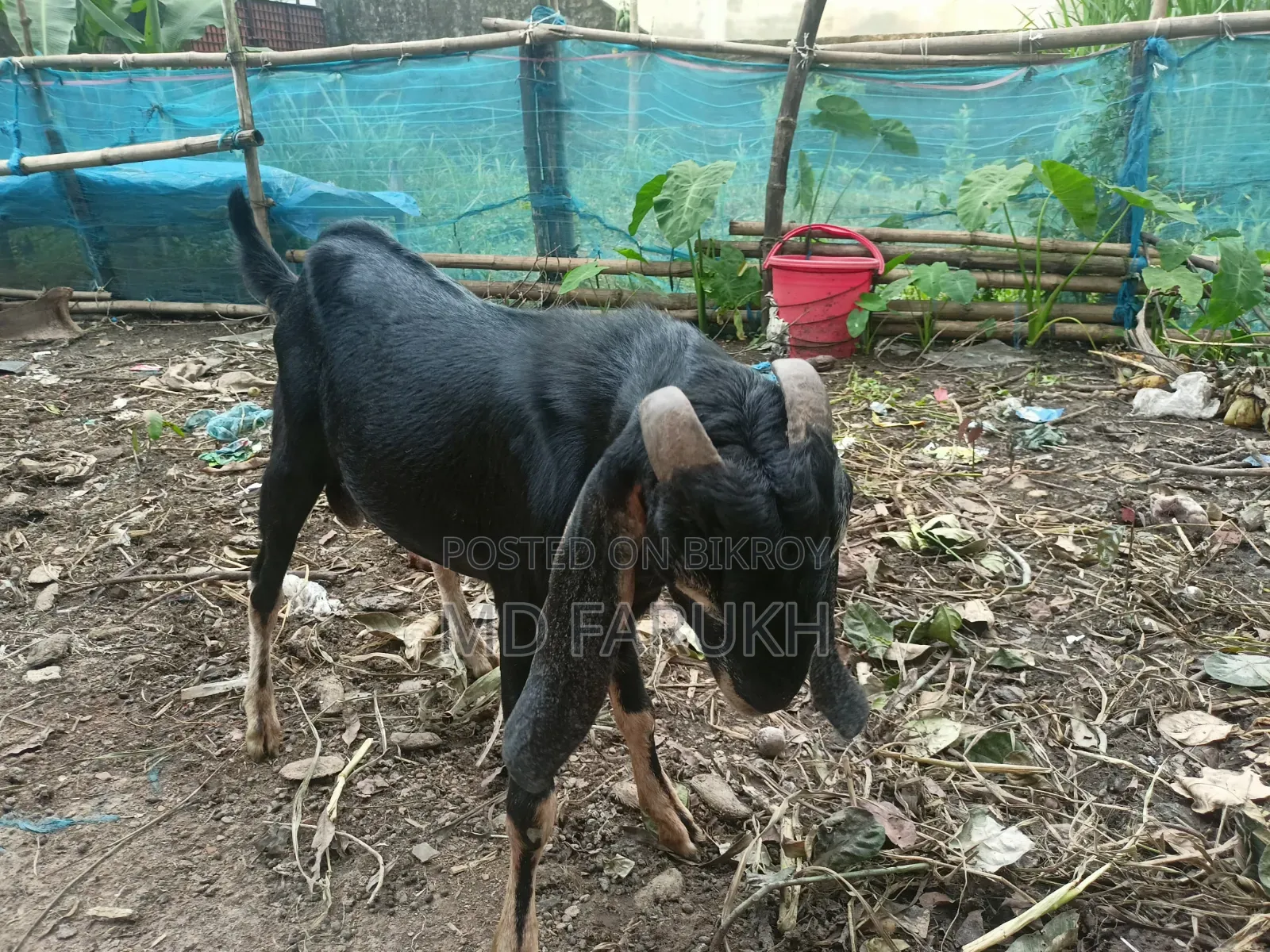 একটা পাঠা বিক্রি হবে