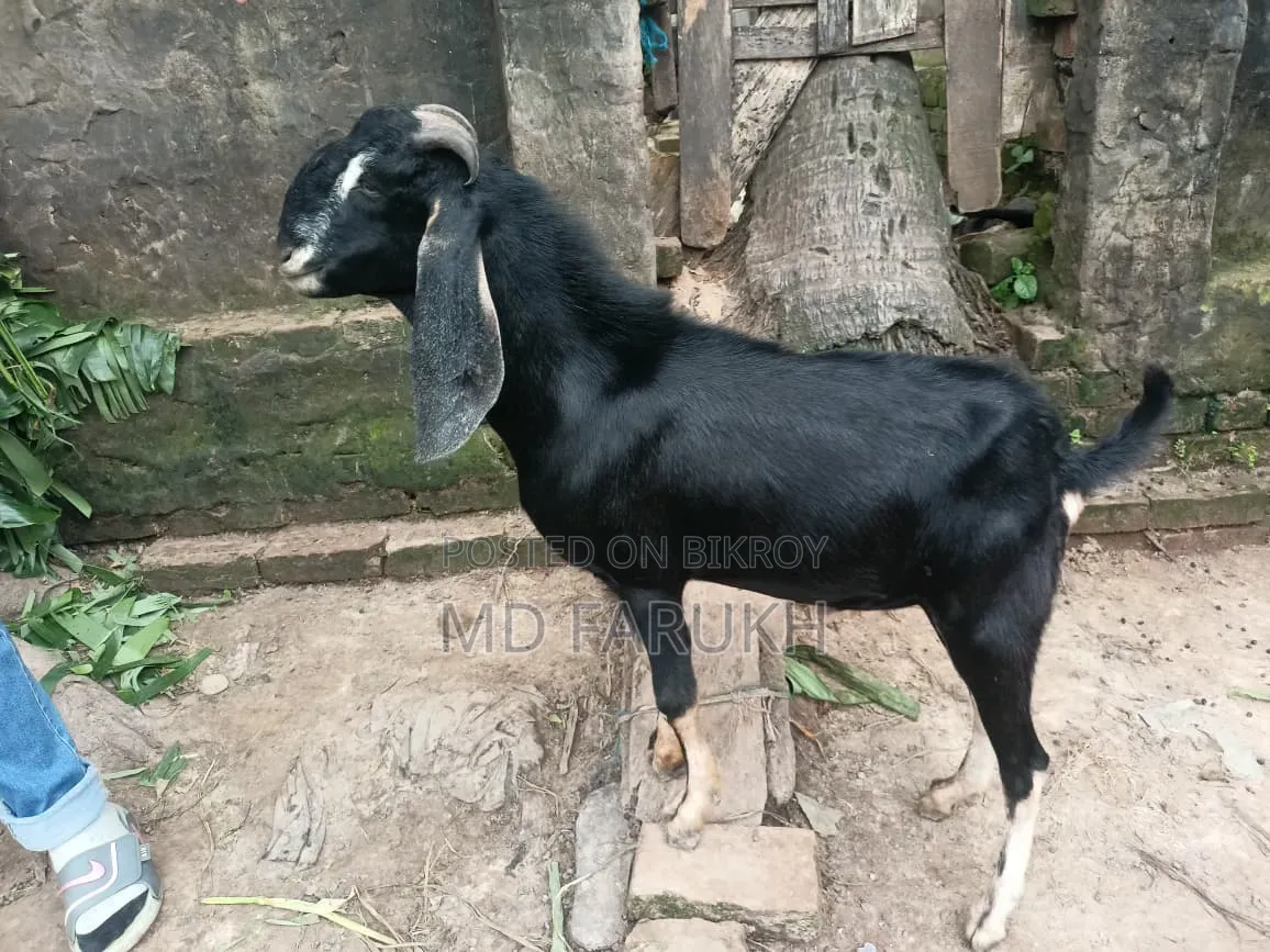 একটা পাঠা বিক্রি হবে