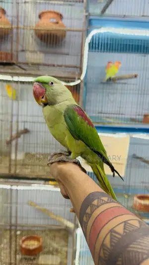 Pakistani Alexander Tame Bird