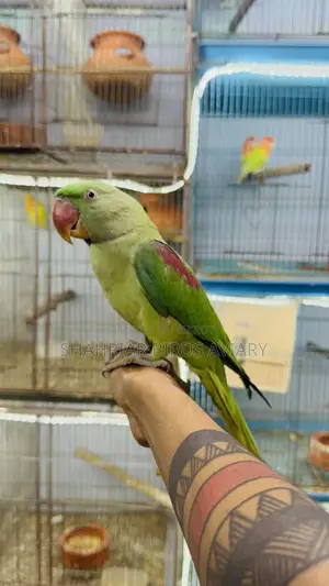 Pakistani Alexander Tame Bird