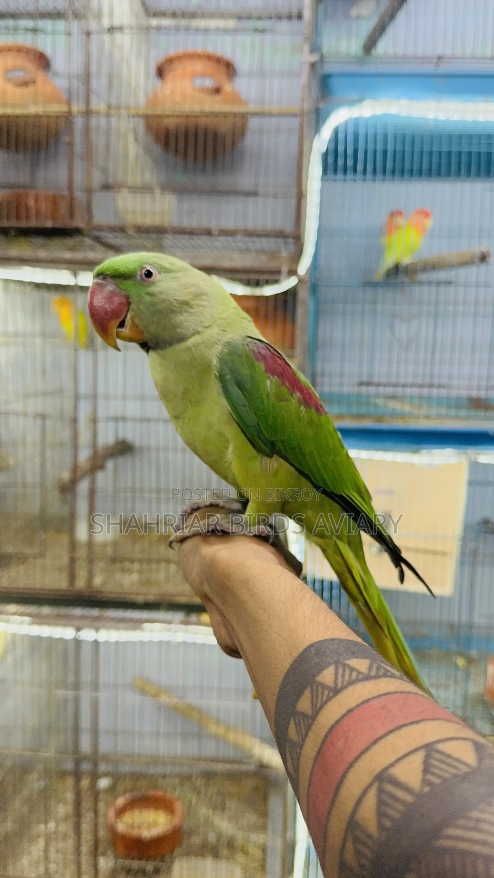Pakistani Alexander Tame Bird