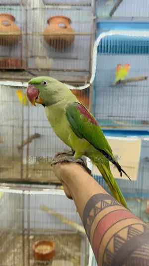 Pakistani Alexander Tame Bird