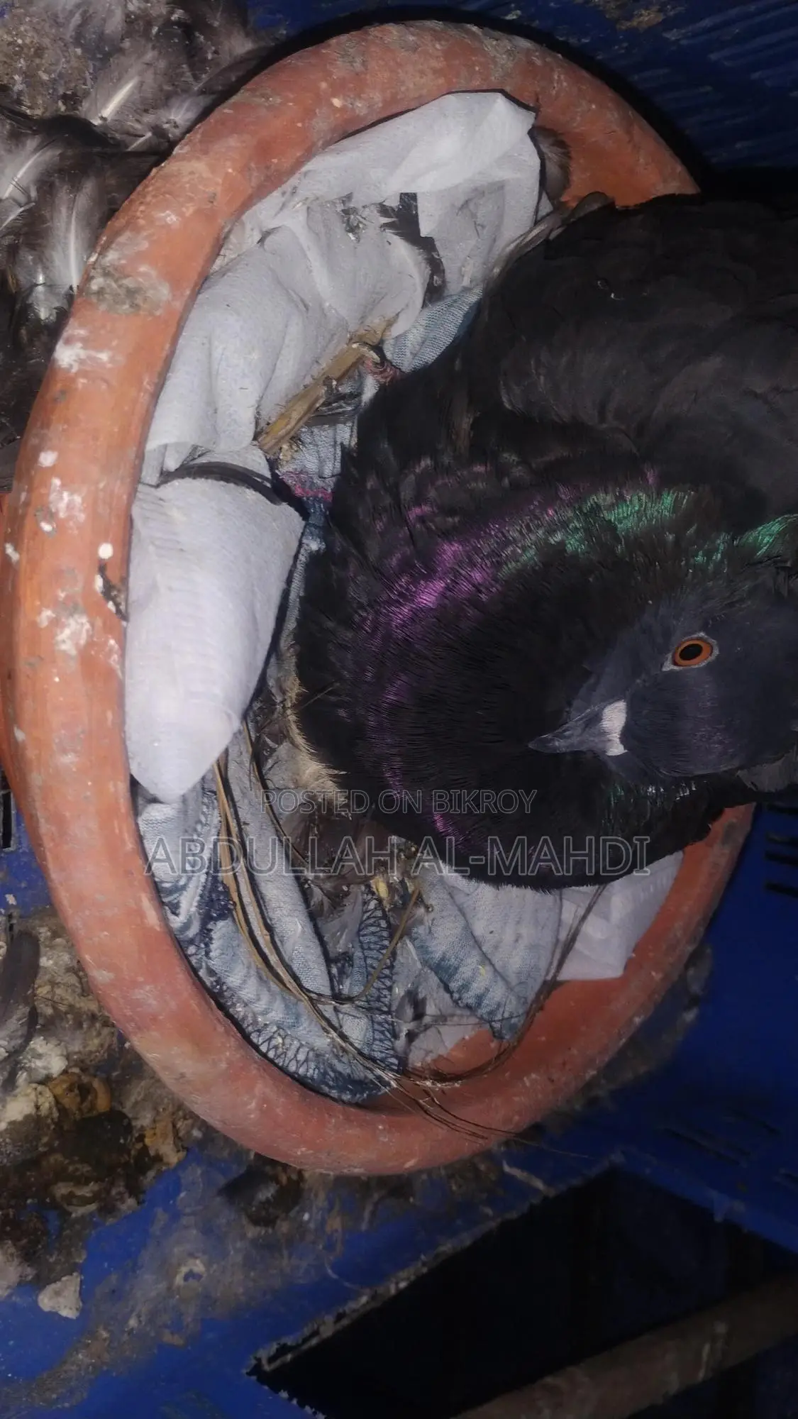 Pigeon Pair