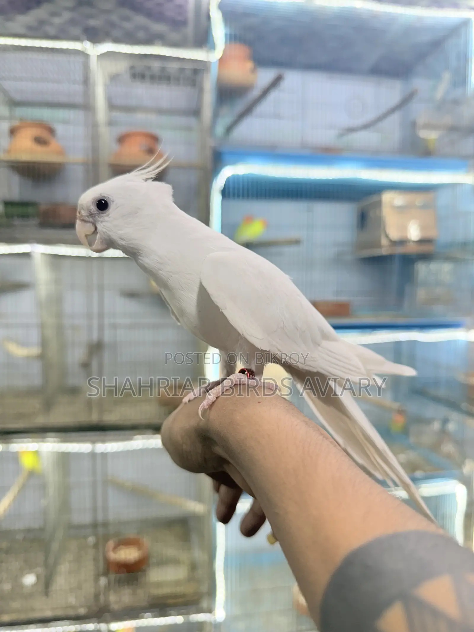 Albino Tame Cockatiel