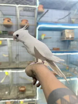 Albino Tame Cockatiel