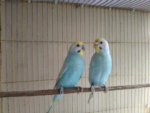 Pure Rainbow Budgerigar