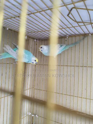 Pure Rainbow Budgerigar