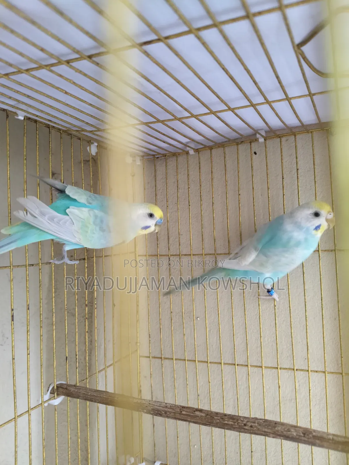 Pure Rainbow Budgerigar