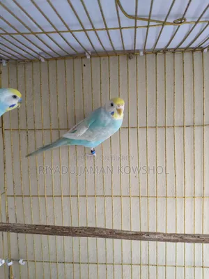 Pure Rainbow Budgerigar