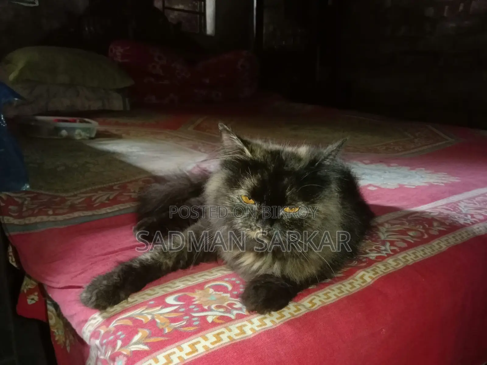 1+ year Female Purebred Persian Cat