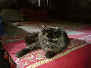 1+ year Female Purebred Persian Cat