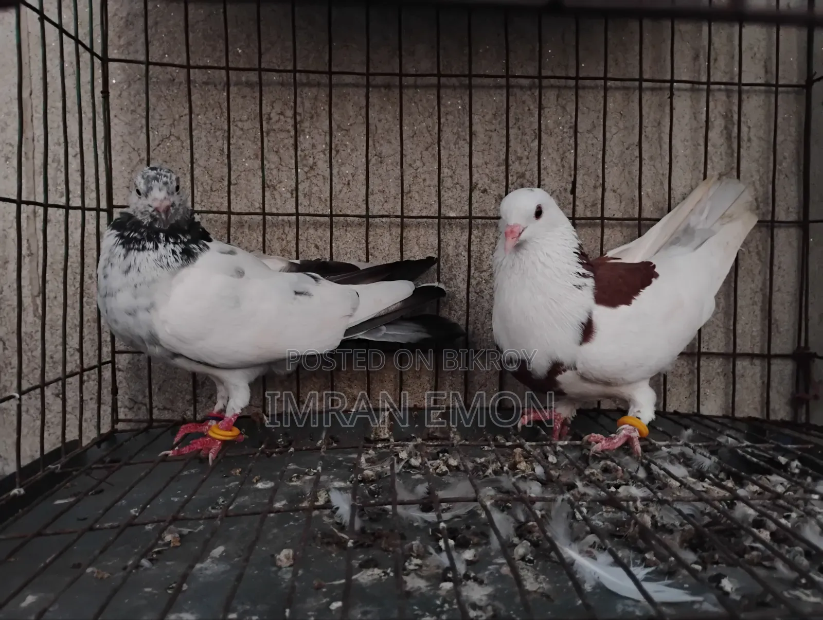 A Pair of Khaki Giribaz Pigeons for Sale