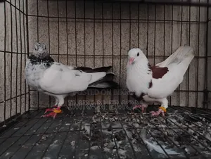 A Pair of Khaki Giribaz Pigeons for Sale