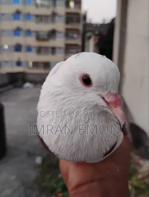 A Pair of Khaki Giribaz Pigeons for Sale
