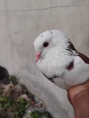 A Pair of Khaki Giribaz Pigeons for Sale