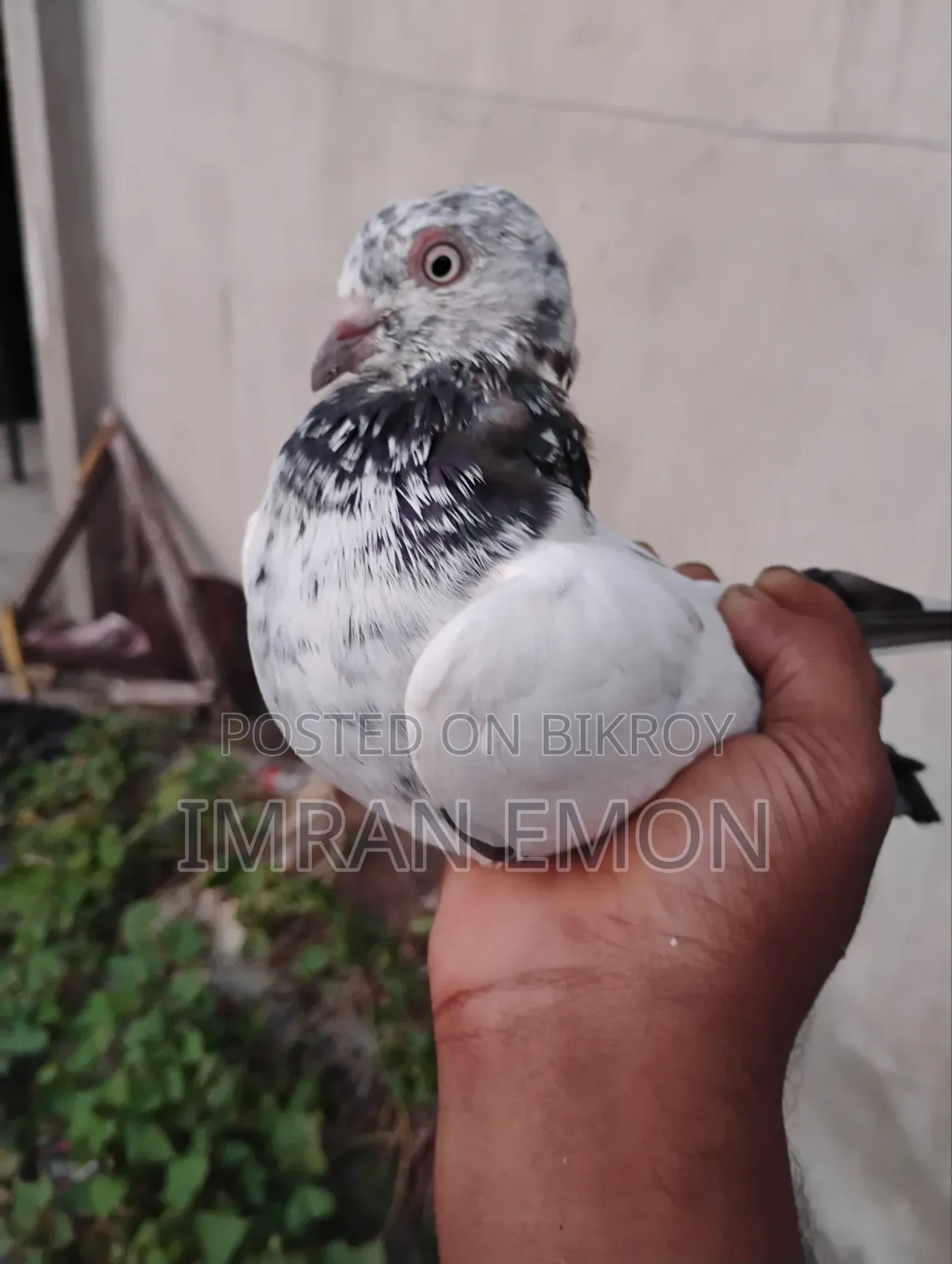A Pair of Khaki Giribaz Pigeons for Sale