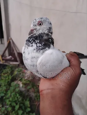 A Pair of Khaki Giribaz Pigeons for Sale