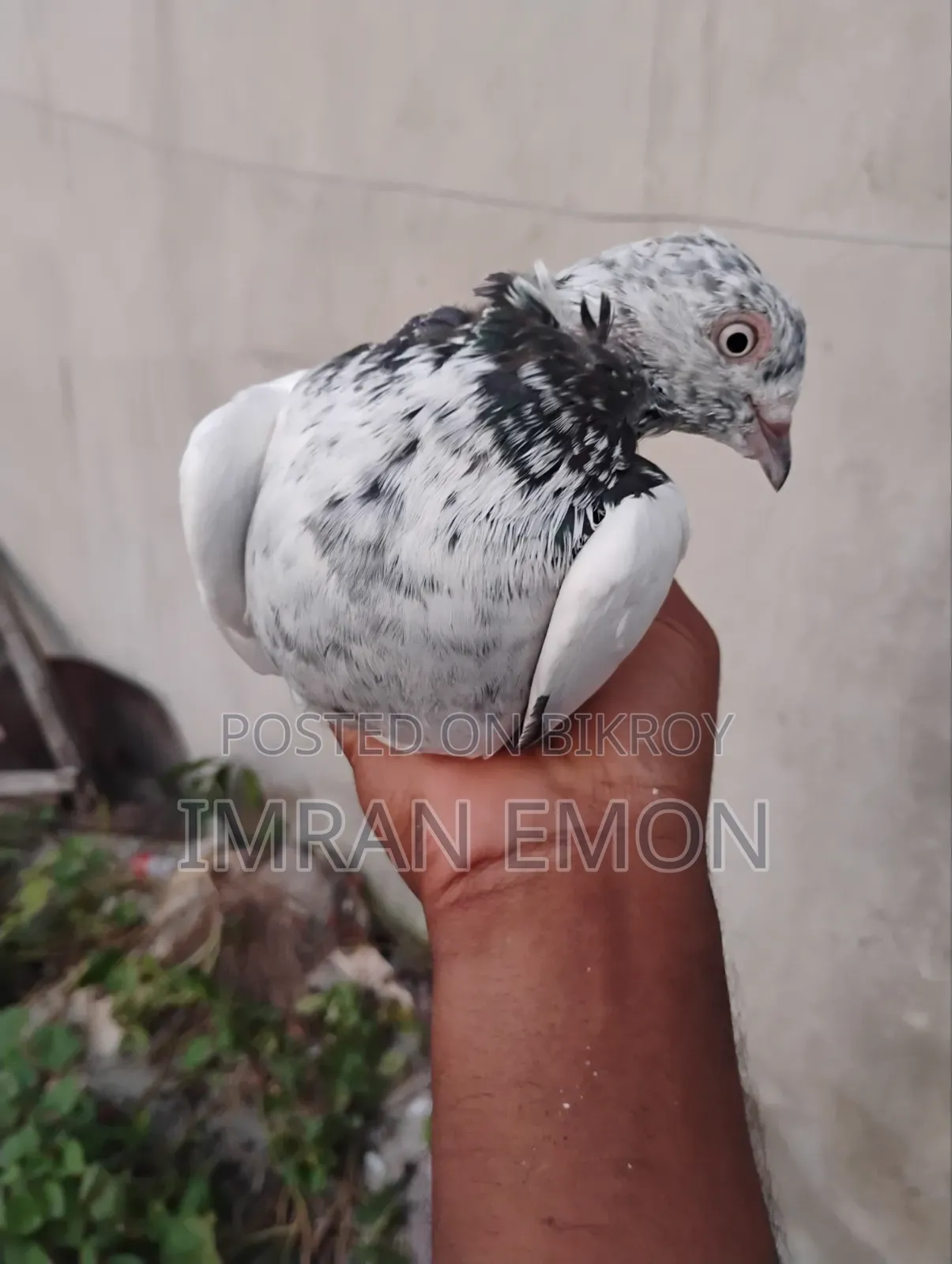 A Pair of Khaki Giribaz Pigeons for Sale
