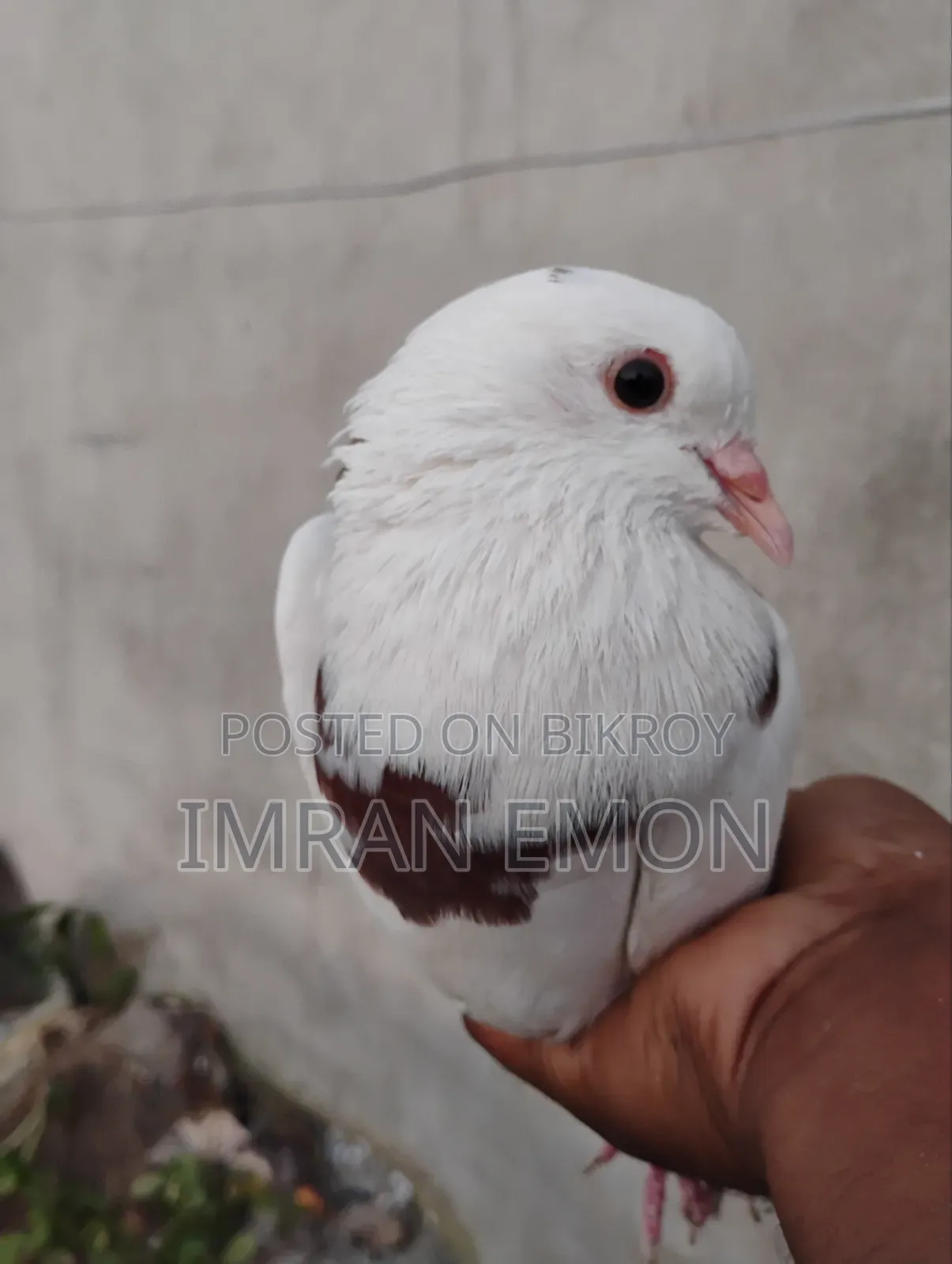 A Pair of Khaki Giribaz Pigeons for Sale