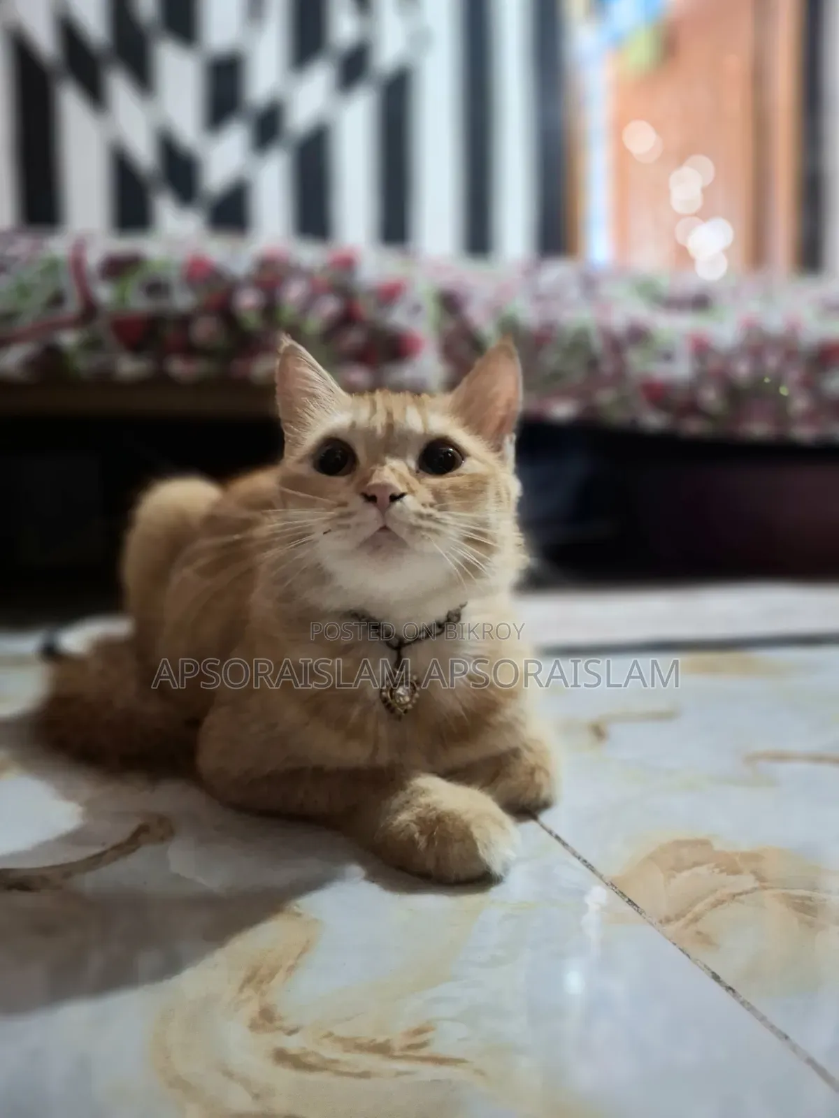 1+ year Female Purebred Persian Cat