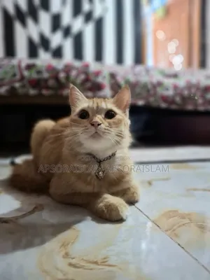 1+ year Female Purebred Persian Cat