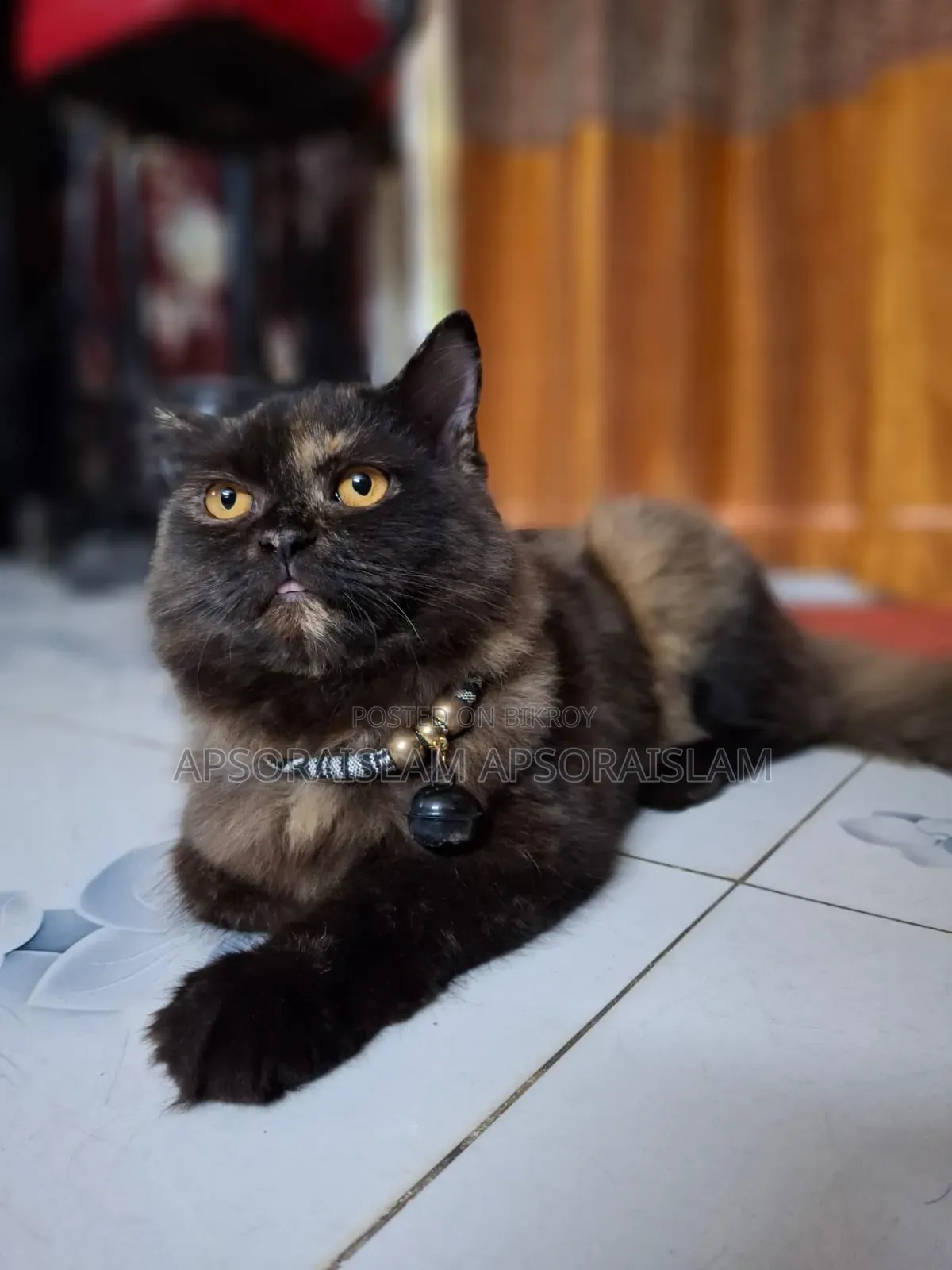 1+ year Female Purebred Persian Cat